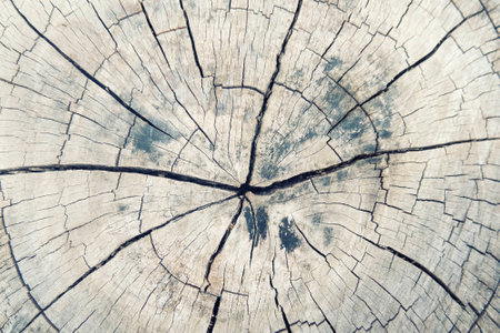 Close up Wooden cross section and old dark brown tree trunk texture or background.の写真素材