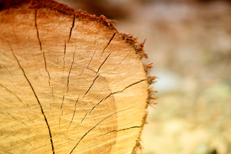 Photo of old wood log. The vintage pattern of tree. texture of brown wood cut-off for the backgroundの写真素材