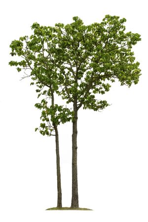 Big tree isolated on white background for garden design.Tropical species found in Asia.の写真素材