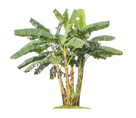 Banana tree isolated on white background with clipping paths for garden design. Tropical economic crops that are easy to grow, yield fastの写真素材
