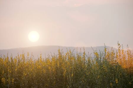 Sunn hemp or Chanvre indien, Legume yellow flowers that bloom in a farmer's field in the evening at sunset. Plants that are supported to be planted in agricultural areas after harvesting seasonの写真素材