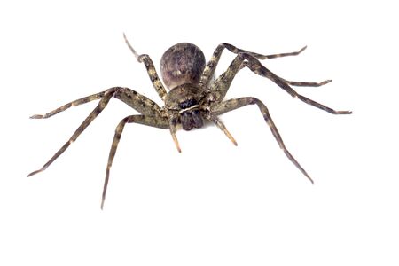 Giant spider isolated on a white background for graphic design.Poisonous animals or insects that live in homes that may be harmful to humansの写真素材