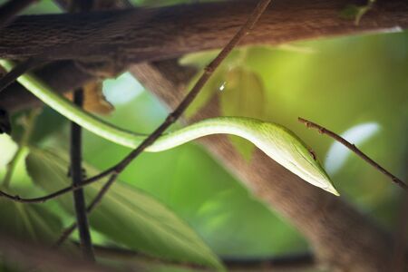 Green snakes on the tree to hunt prey surrounded by green leaves and nature.