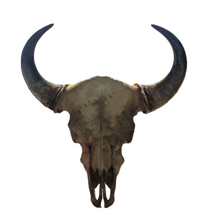 Horns and the skull of a bull isolated on white background for graphic design. Pride award for huntersの写真素材