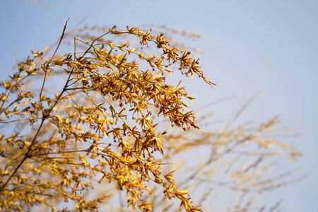 Flowers of bamboo on a blue sky background.Trees that bloom only once before deathの写真素材