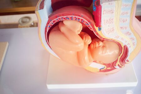 Baby model in the mother's womb.Three-dimensional learning media for human reproductive studies