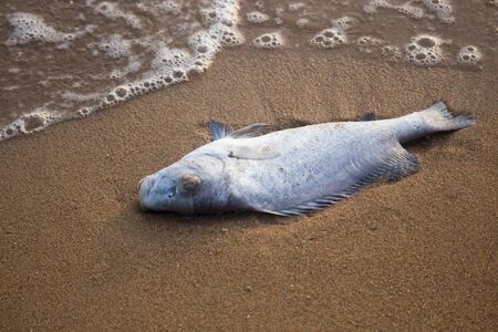 Fish carcasses at Pattaya Beach,Thailand.Small sea creatures that died due to water pollution were washed up by the sea waves on the sand.Coastal area which is a tourist attraction.の写真素材