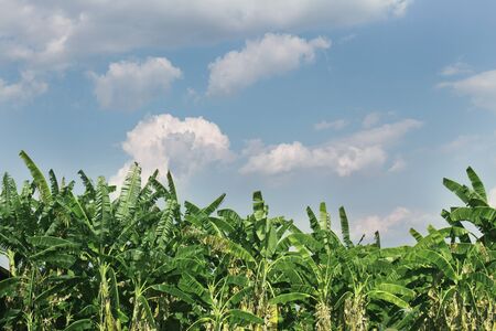 The dense banana plantation behind is a bright blue sky for garden design.Short-lived fruit trees that are easy to grow, produce fast and popular throughout the world.の写真素材