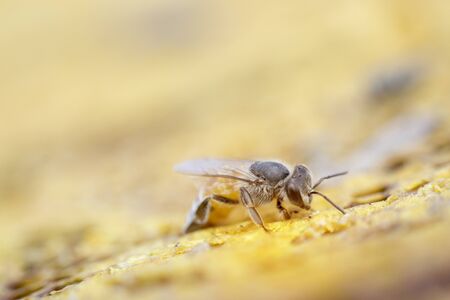 The worker bee is exploring to repair the honeycomb.The way of life of animal species such as small...