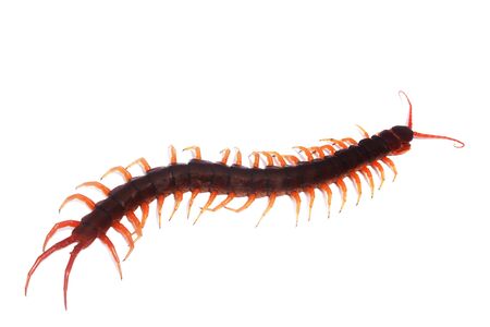 Centipede isolated on a white background for graphic design.Animals that are poisonous insects that...
