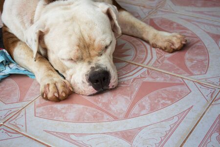 American Bulldogs are sleeping on the tile floor.Short breed dogs with wrinkled faces.Lovely pets that are popular for keeping the house.の写真素材