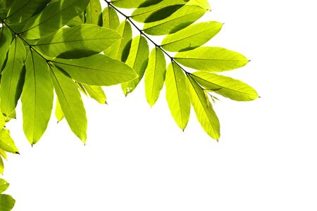 Green leaves isolated with clipping paths on a white background.Natural templates for printing or...