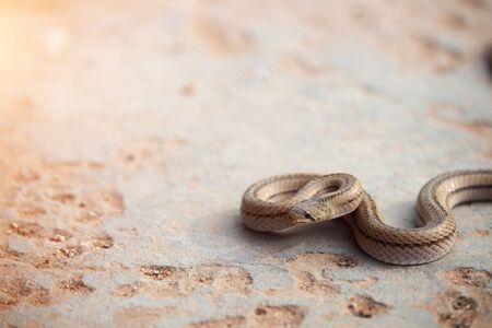 A small snake on the cement floor pose ready to fight the enemy.Painted keelbacks,It is an animal...