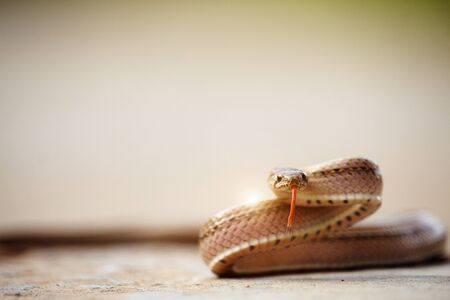 A small snake on the cement floor pose ready to fight the enemy.Painted keelbacks,It is an animal that is not poisonous, but a ferocious habit.の写真素材