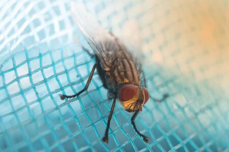 Fly with insect-proof net.Hygiene should be practiced on food.Macro pictures of small insects that bring germs to people.の写真素材