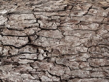 Old tree bark with beautiful patterns for graphic design or wallpapers.Natural background in...
