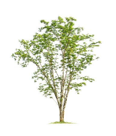 Tree isolated on white background with clipping paths for garden design. Afzelia, Doussie, or Makha mong, Tropical species found in Asia. Hardwood with a beautiful patternの写真素材
