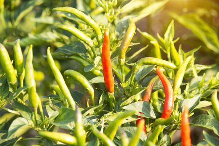 Red chilli peppers in the organic garden farm. Plants that are both food and herbs. Spices or essential ingredients in Thai cooking that are spicy.の写真素材