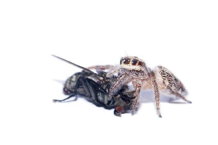 Spiders are catching flies to eat. Predator insect scene with predatory prey isolated on a white...