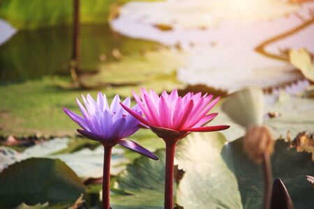 Pink and purple lotus flowers are blooming with sunset in the evening, surrounded by green lotus leaves in the pool at the park. Beautiful tropical flowers that symbolize Buddhism.の写真素材