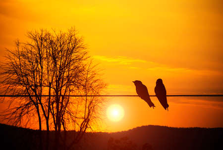 Silhouette of two birds on an electric line against an orange sky at sunset. Natural scenery background for graphic design.の写真素材