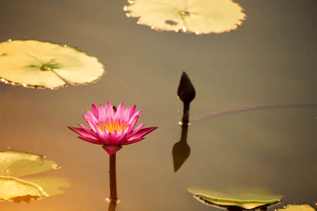 Pink lotus flowers are blooming with sunset in the evening, surrounded by green lotus leaves in the pool at the park. Beautiful tropical flowers that symbolize Buddhism.の写真素材
