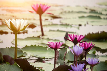 Pink lotus flowers are blooming with sunset in the evening, surrounded by green lotus leaves in the pool at the park. Beautiful tropical flowers that symbolize Buddhism.の写真素材