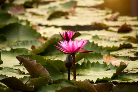 Pink lotus flowers are blooming with sunset in the evening, surrounded by green lotus leaves in the pool at the park. Beautiful tropical flowers that symbolize Buddhism.の写真素材