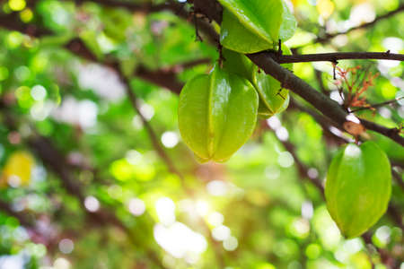 Fresh green carambola on tree. Tropical organic fruit that is sour and sweet, high in vitamin C. Agricultural products harvested in summerの写真素材