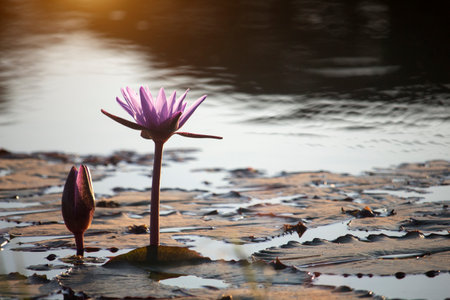 Purple lotus flowers are blooming with sunset in the evening, surrounded by green lotus leaves in the poolの写真素材