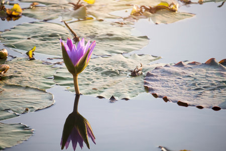 Purple lotus flowers are blooming with sunset in the evening, surrounded by green lotus leaves in the poolの写真素材