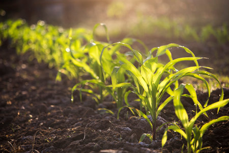 Organic corn planted in the garden with bright morning sunlight.