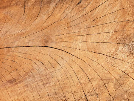 Wooden floor with a beautiful texture. Nature background in vintage style for graphics design or...