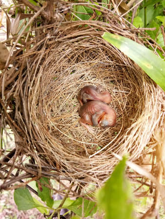 Small bird in the nest is waiting for food from the bird's parents.の写真素材
