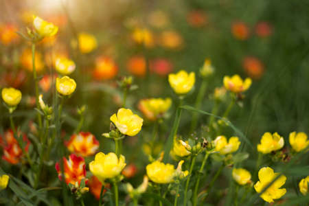 Common Purslane, Verdolaga or Little Hogweed are blooming in the morning sunshine. Colorful spring flower field background for graphic design or wallpaper.の写真素材