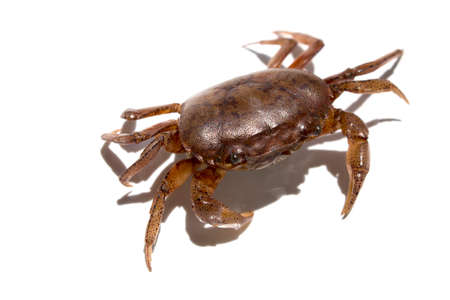 Ricefield crab or Somanniathelphusa isolated on white background. Asian amphibians that are common to the fields. Naturally hard-shelled animal that is commonly used in cooking.の写真素材