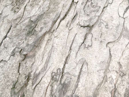 Old tree bark with beautiful patterns for graphic design or wallpapers.Natural background in...
