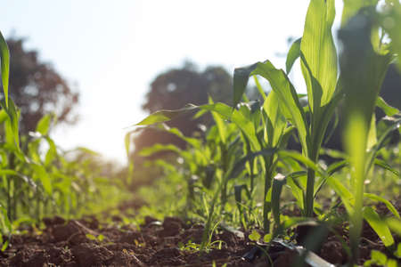 Organic corn planted in the garden with bright morning sunlight. The development of young plants, from sequence to tree, ready to be harvested. Agriculture for the food industryの写真素材