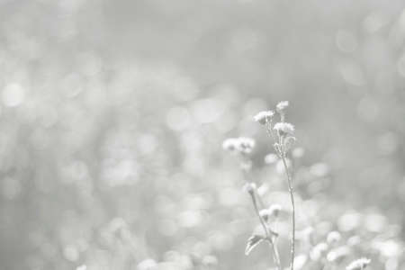 White nature background in vintage style for graphic design or wallpaper. A field of flowers blooming on a rural farm in winter. Meadow landscape in the morning with fog and cold.の写真素材