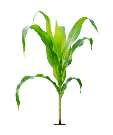Corn plant isolated on a white background with clipping paths for garden design. A popular grain crop that is used for cooking or processing as animal food. Agriculture industry is growing today.の写真素材