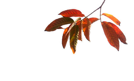 Colorful leaves and branches isolated on white background for graphic design or wallpaper. Natural template in vintage style. Autumn tropical forest with beautiful colors.の写真素材