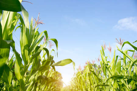 Organic corn planted in the garden with bright morning sunlight. The development of young plants, from sequence to tree, ready to be harvested. Agriculture for the food industryの写真素材