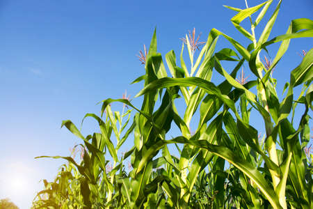 Organic corn planted in the garden with bright morning sunlight. The development of young plants, from sequence to tree, ready to be harvested. Agriculture for the food industryの写真素材