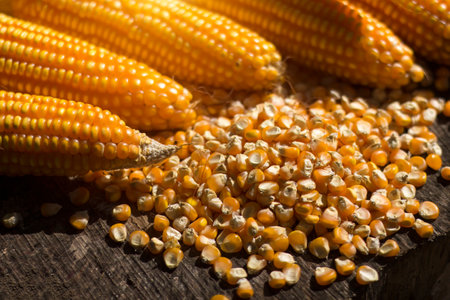 Seeds and corn pods on old wooden floor. The main raw material in the production of starch food....