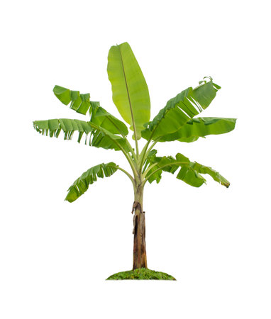 Banana tree isolated on white background with clipping paths for garden design. Tropical economic crops that are easy to grow, yield fast.の写真素材