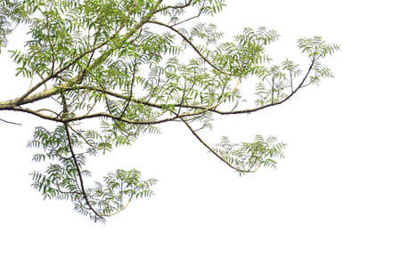 Green leaves and branches isolated on white background for graphic design or wallpaper. Natural...