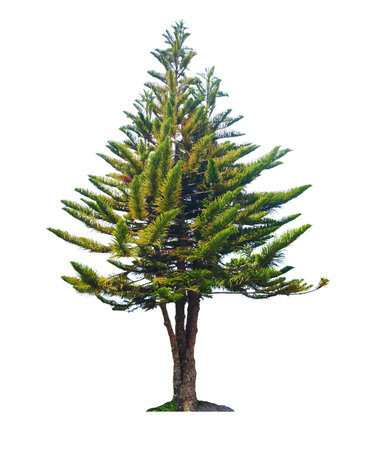 Pine tree isolated on white background with clipping paths for graphic design or wallpaper. The main elements of the Christmas arrangement. Symbol of the winter forest.の写真素材