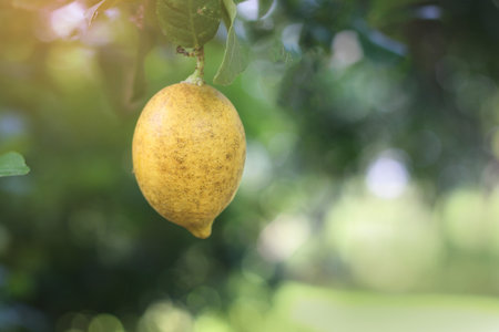 A branch of lemons hanging from a tree with lush green leaves, set against a blurred natural...