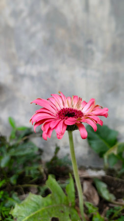 Standout gerbera flower against a cement wall background for graphic design or wallpaper. Spring nature with warm morning sunlight.の写真素材