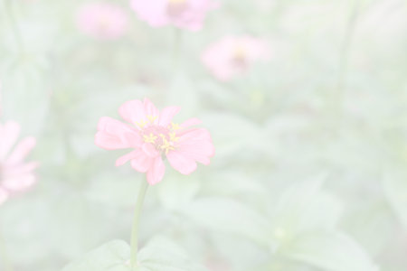 Floral background blooming in pastel tones. Colorful flowers in the summer for graphic design or wallpaper.の写真素材